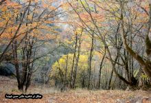 گزارش تصویری از فصل پاییز در جنگل ابر شاهرود